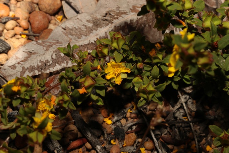 Hibbertia ovata photo 4