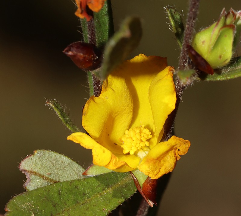 Hibbertia ovata photo 5