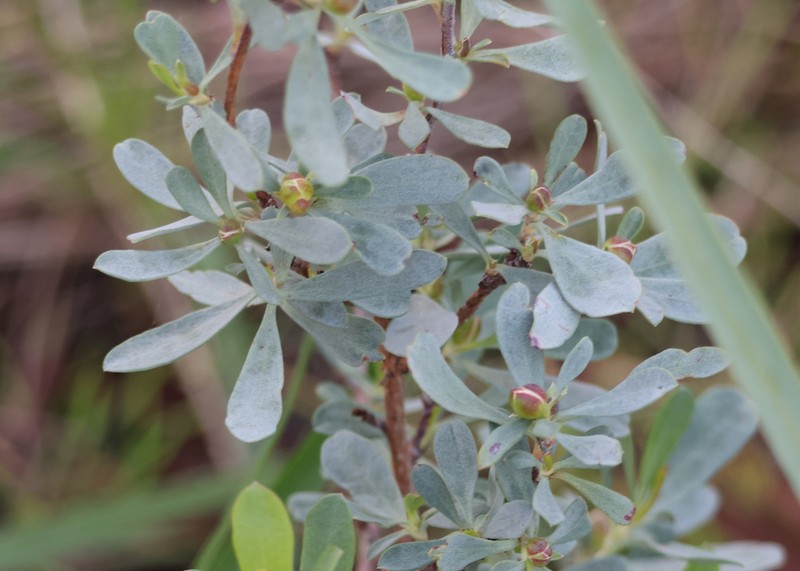 Hibbertia ovata photo 6