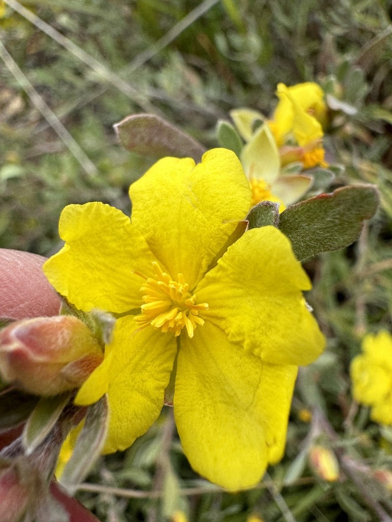 Hibbertia ovata photo 7