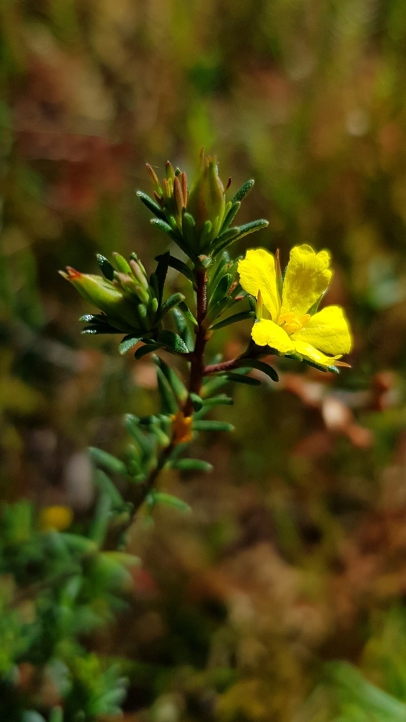 Hibbertia oxycraspedota