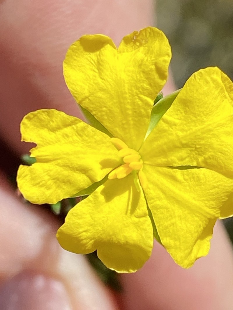 Hibbertia oxycraspedota photo 2