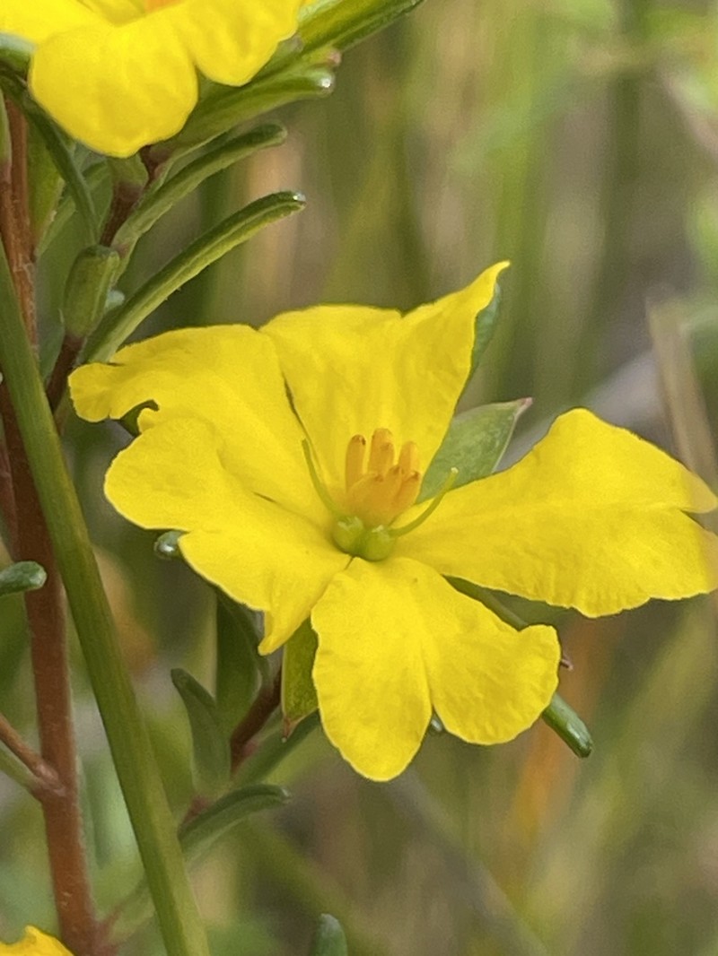 Hibbertia oxycraspedota photo 3