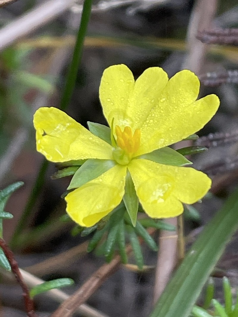 Hibbertia oxycraspedota photo 4