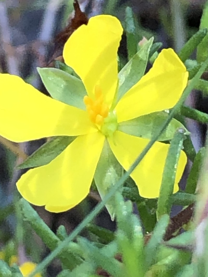 Hibbertia oxycraspedota photo 5