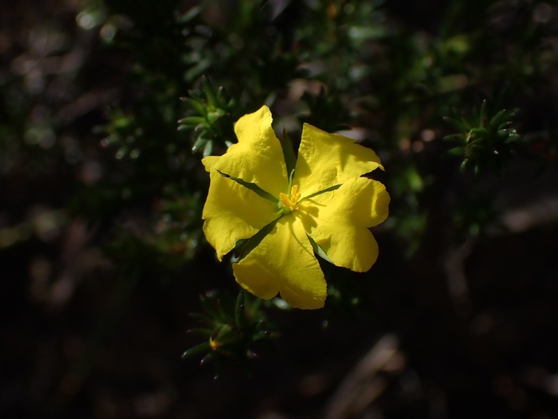 Hibbertia oxycraspedota photo 6