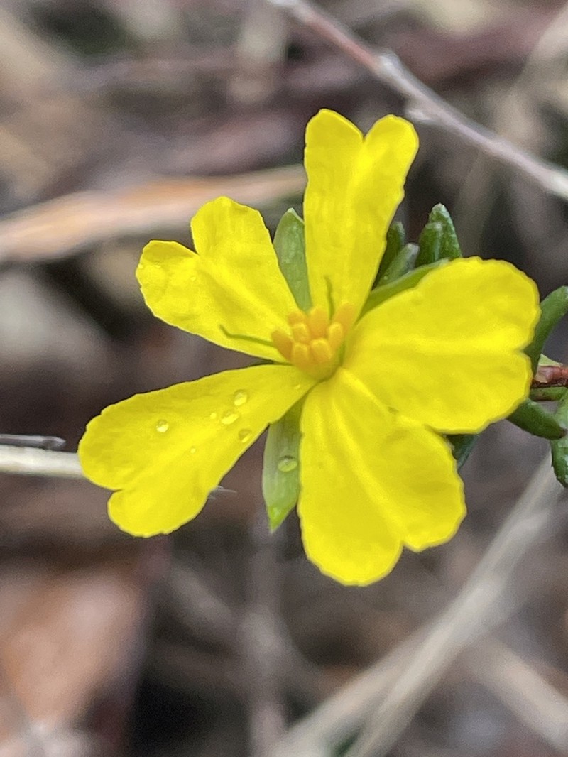 Hibbertia oxycraspedota photo 7