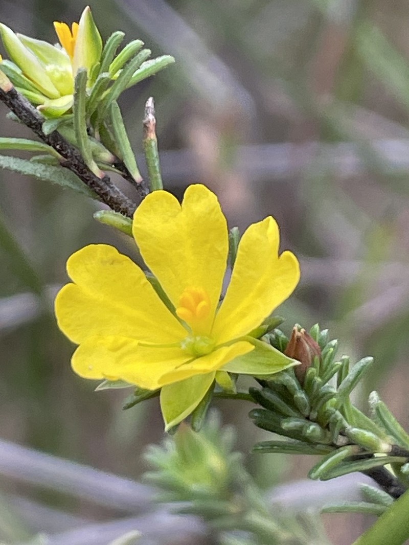 Hibbertia oxycraspedota photo 8