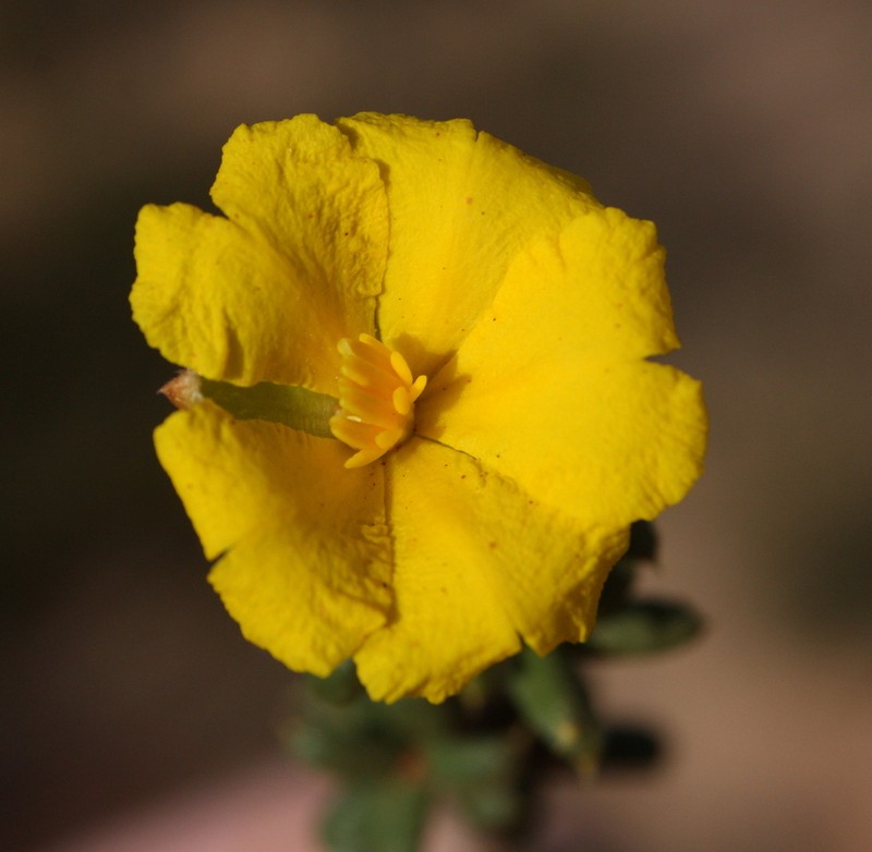 Hibbertia pachyphylla