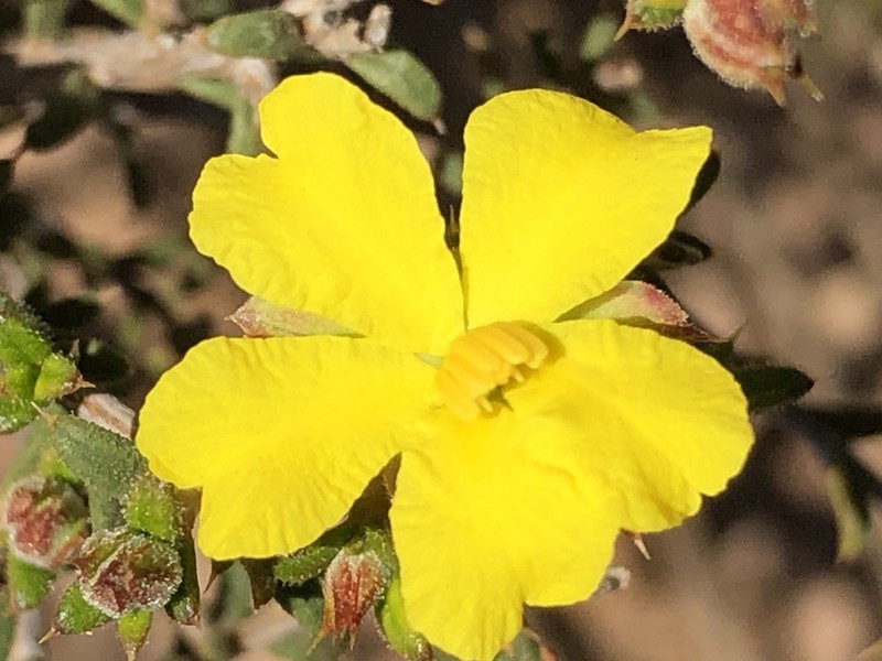 Hibbertia pachyphylla photo 3