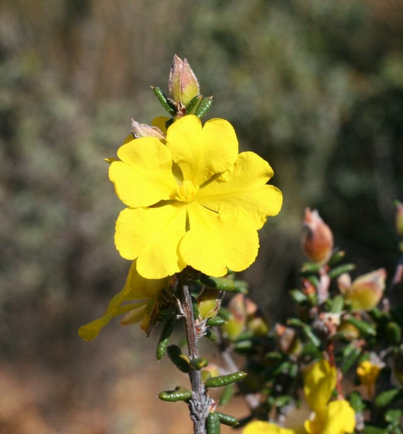 Hibbertia pachyphylla photo 4