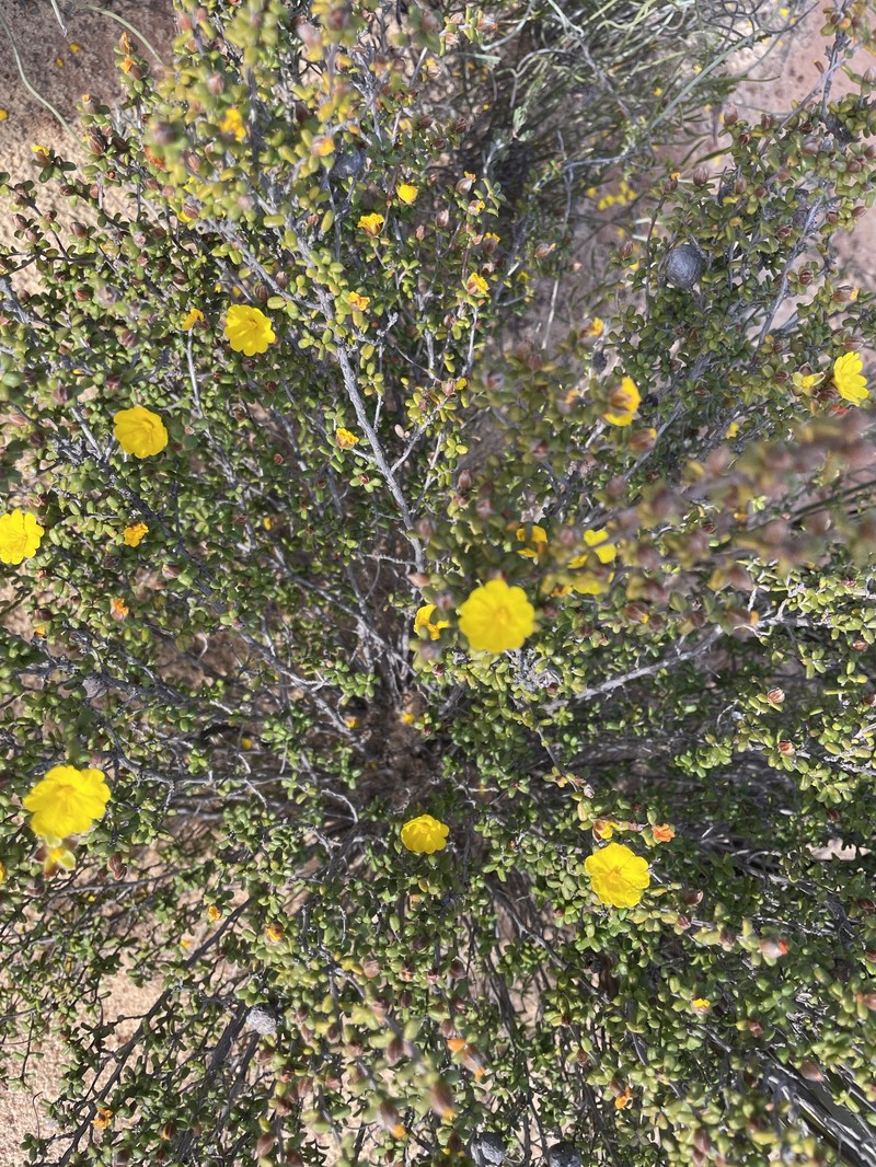 Hibbertia pachyphylla photo 5