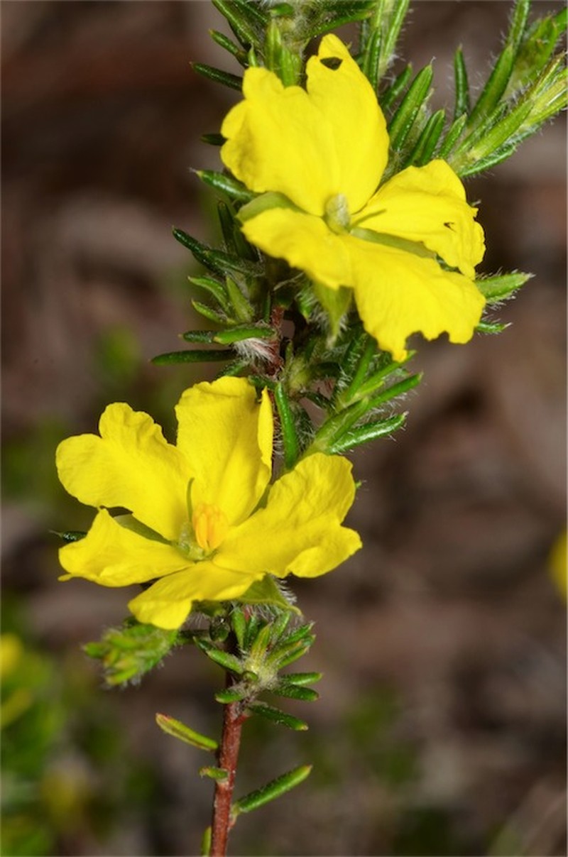 Hibbertia paeninsularis