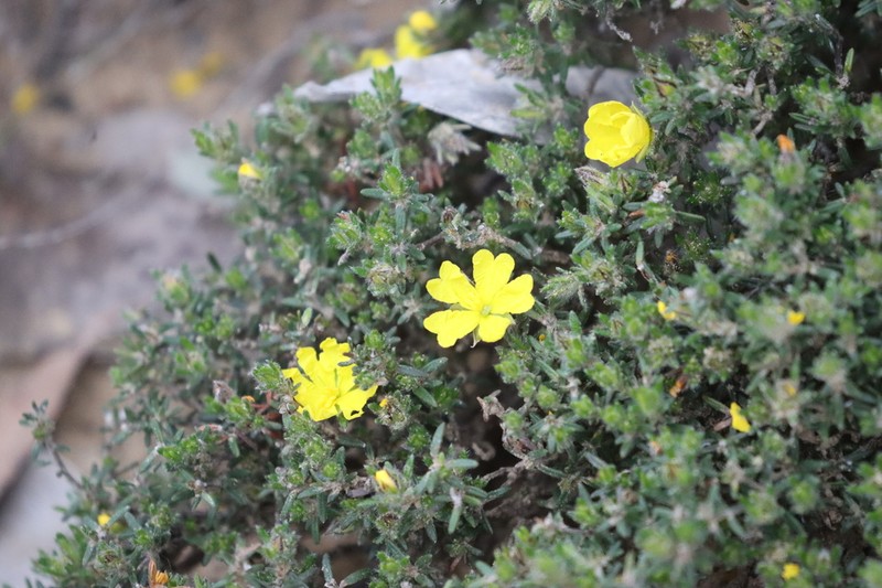 Hibbertia paeninsularis photo 2