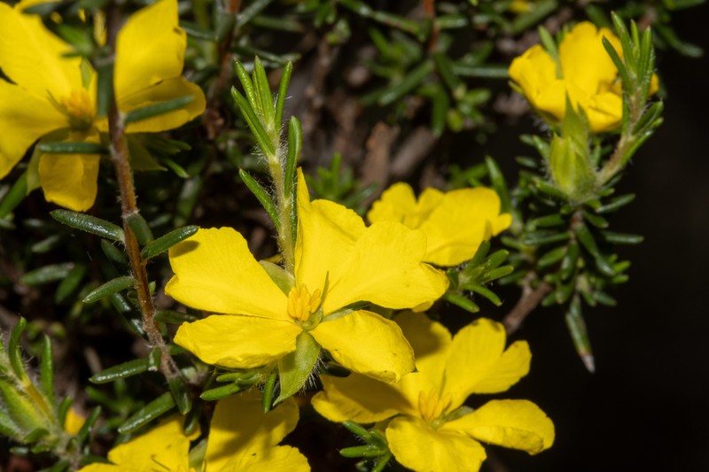 Hibbertia paeninsularis photo 3