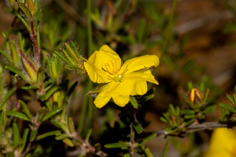 Hibbertia paeninsularis photo 4