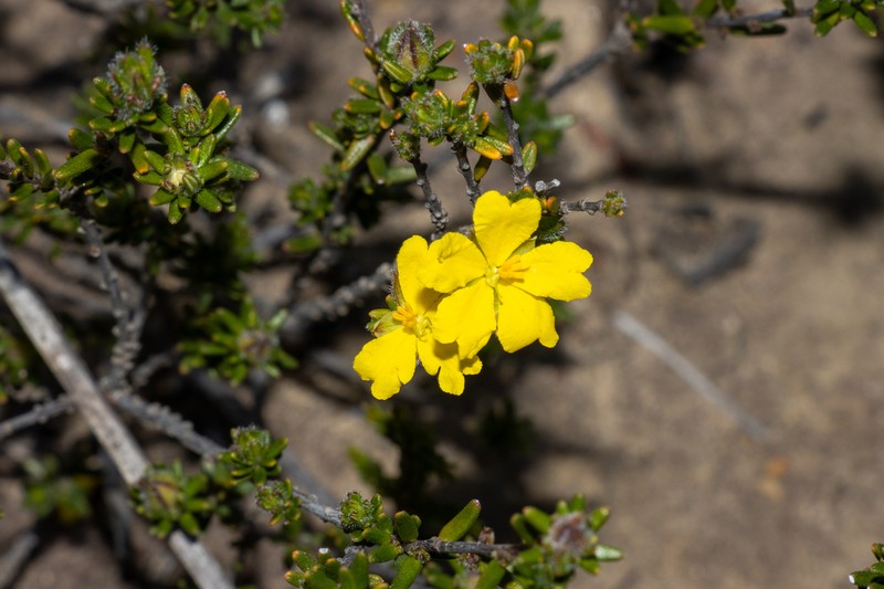 Hibbertia paeninsularis photo 5