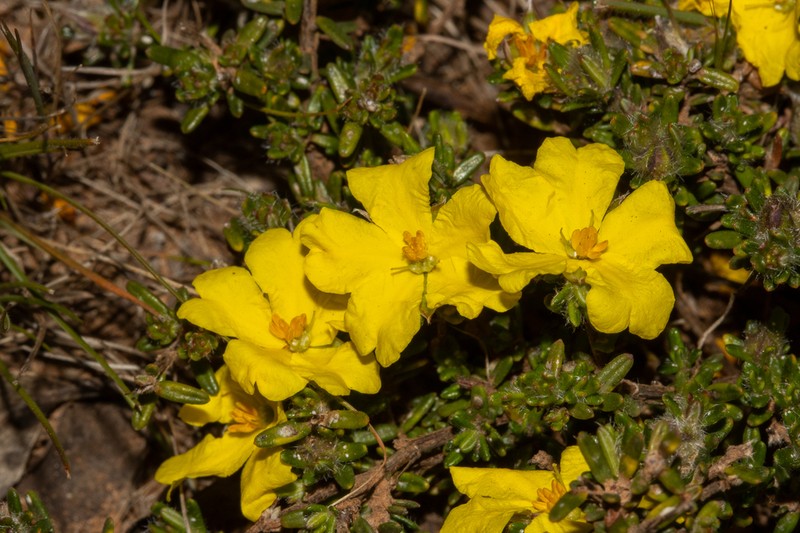Hibbertia paeninsularis photo 6