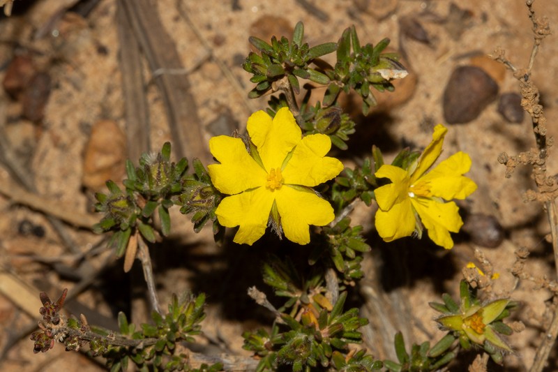 Hibbertia paeninsularis photo 7