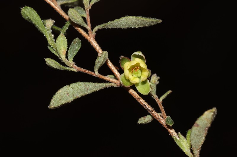 Hibbertia pallidiflora photo 2