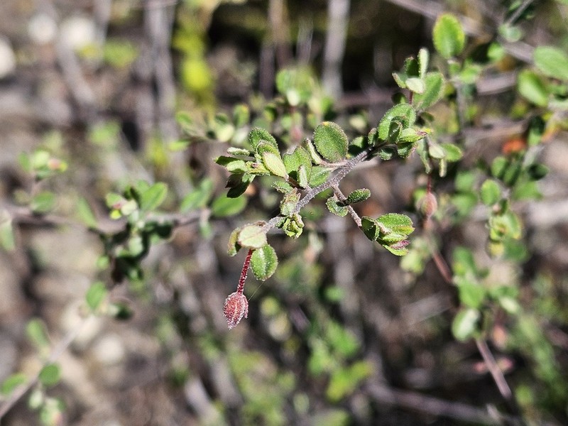 Hibbertia pallidiflora photo 3