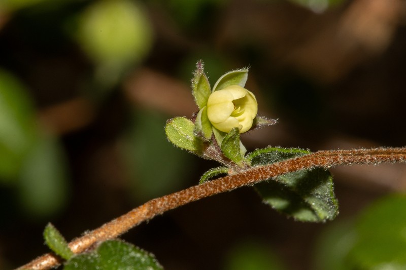 Hibbertia pallidiflora photo 4