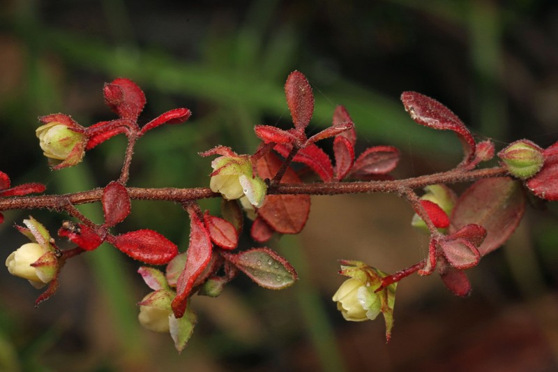 Hibbertia pallidiflora photo 5
