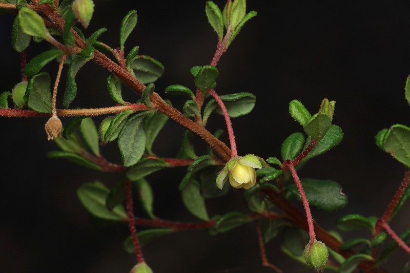Hibbertia pallidiflora photo 6