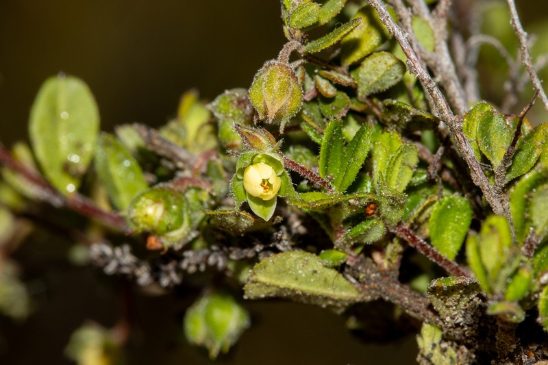 Hibbertia pallidiflora photo 7