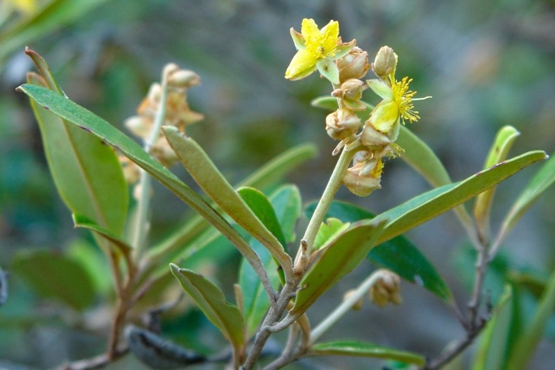 Hibbertia pancheri