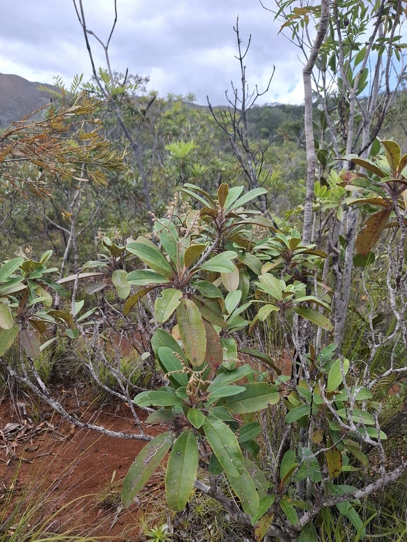 Hibbertia pancheri photo 3