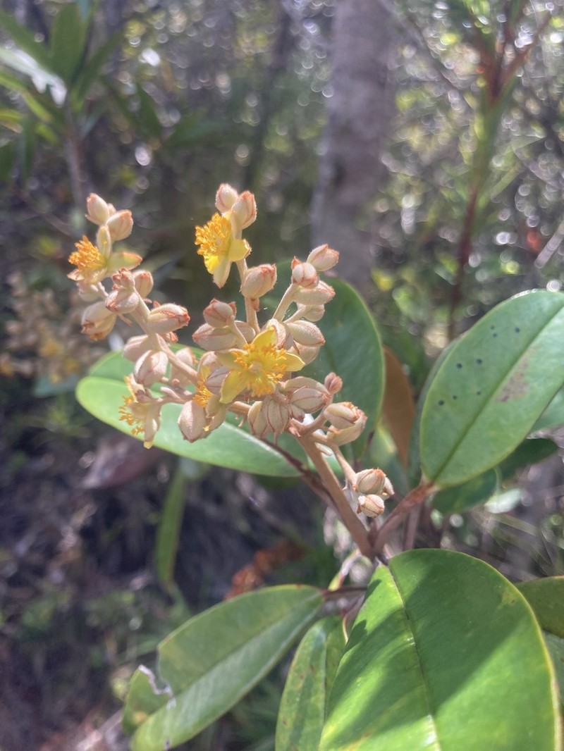 Hibbertia pancheri photo 5
