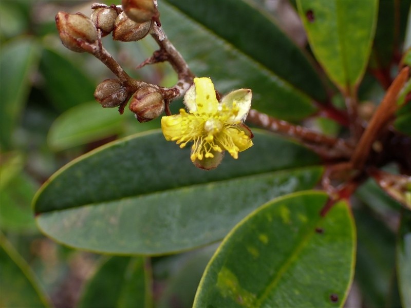 Hibbertia pancheri photo 6