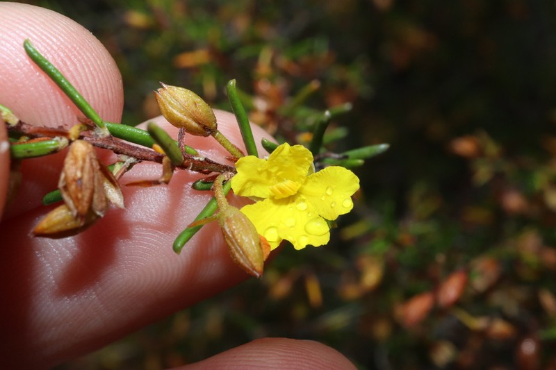 Hibbertia papillata photo 2