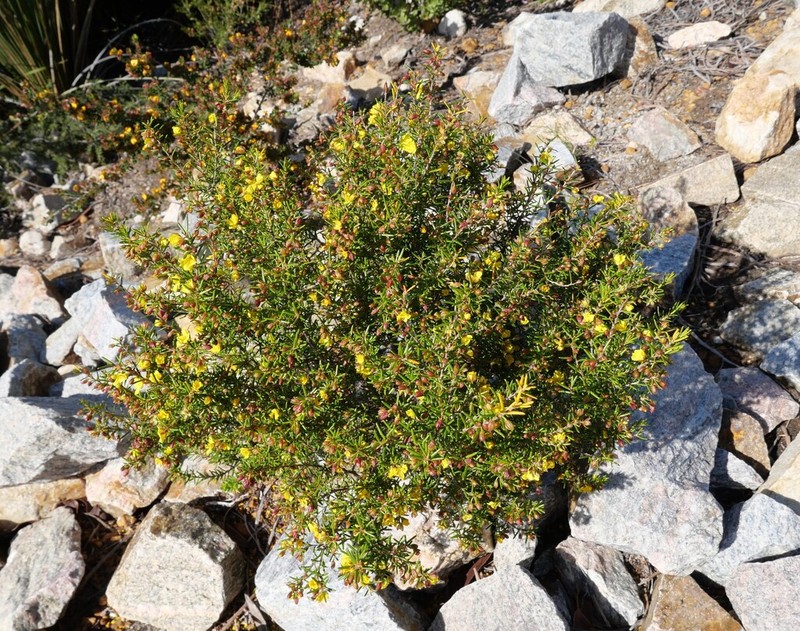Hibbertia papillata photo 5