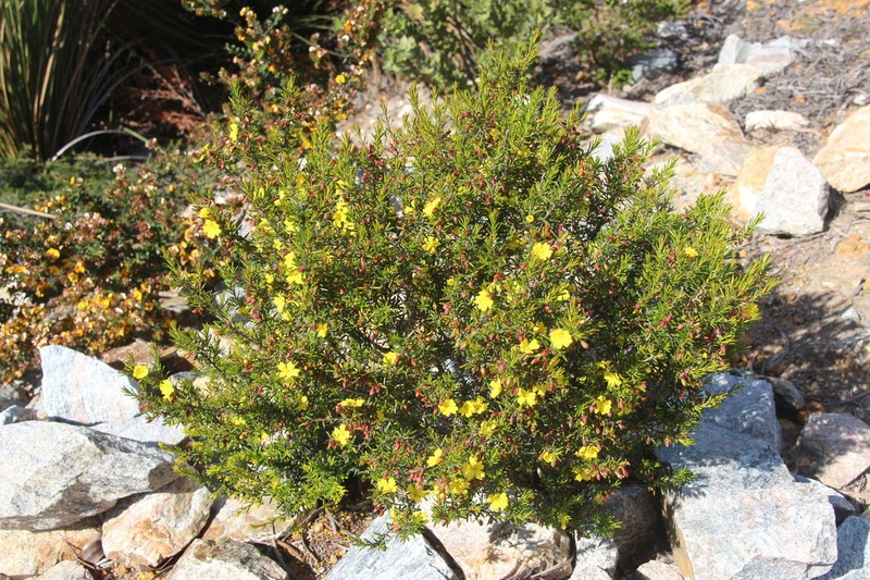 Hibbertia papillata photo 6