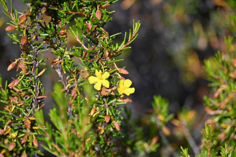 Hibbertia papillata photo 7