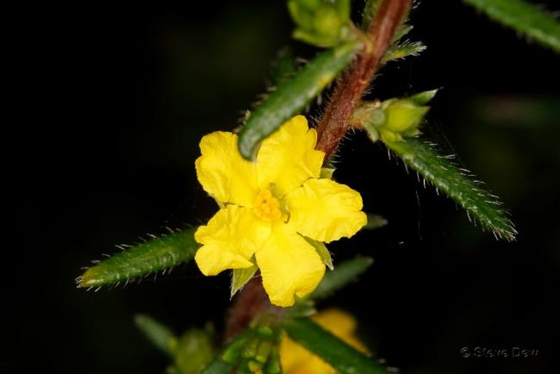 Hibbertia paranthera