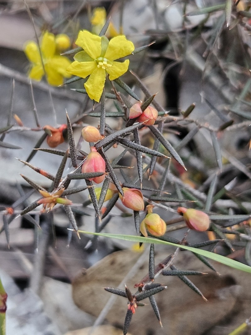 Hibbertia parvifolia