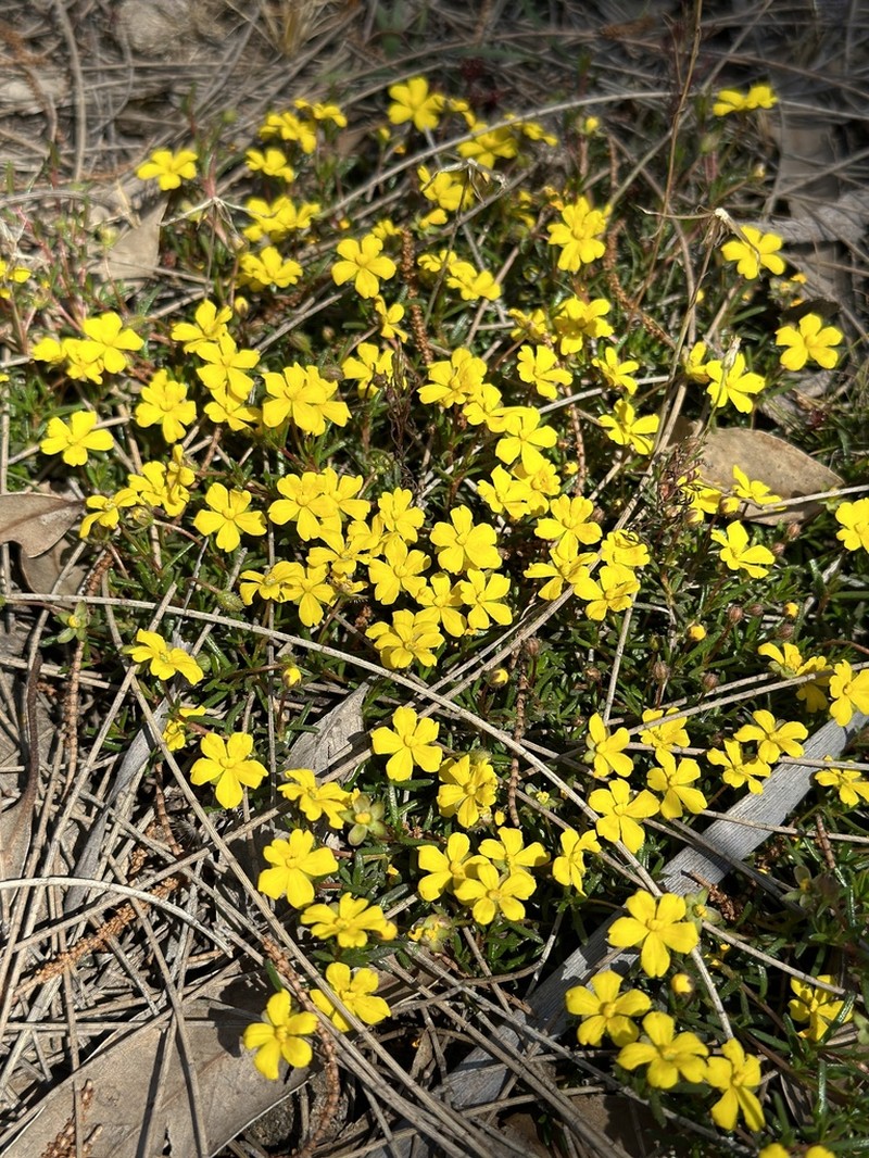 Hibbertia parvula