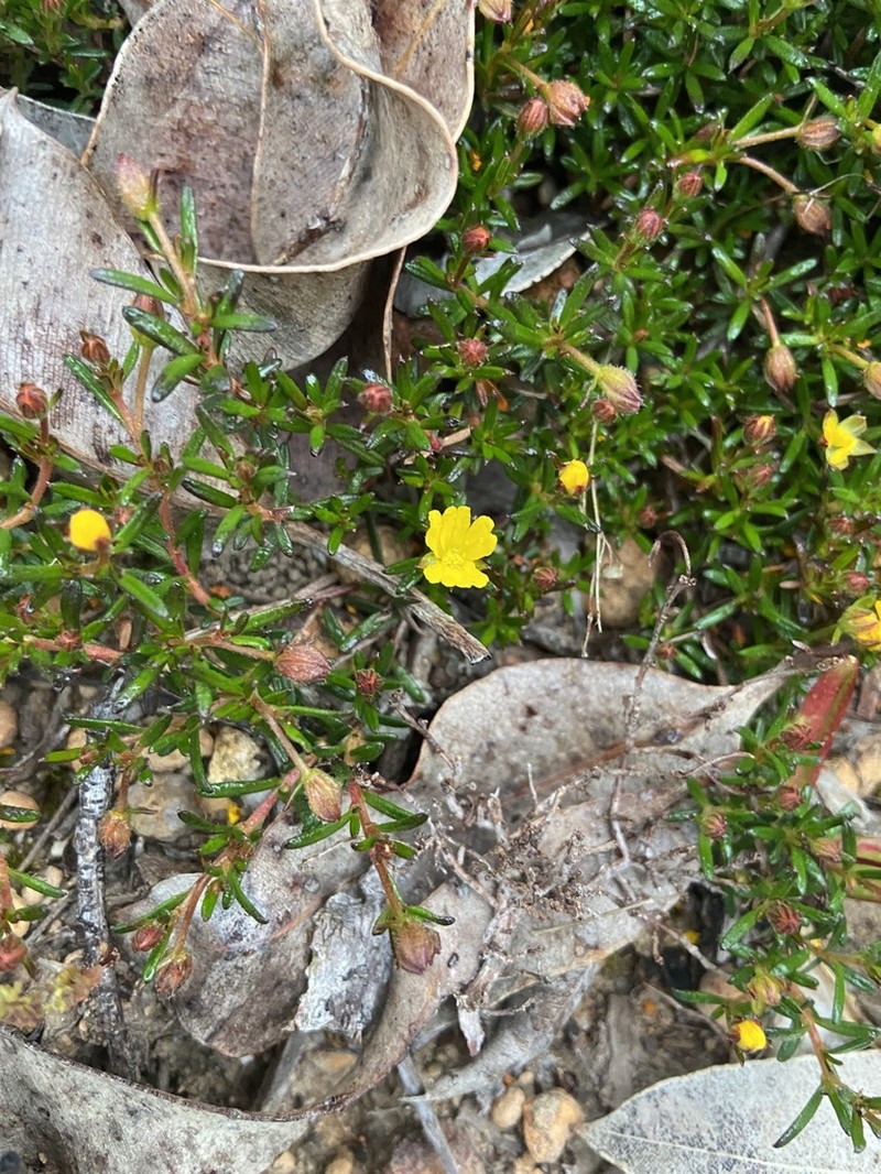 Hibbertia parvula photo 2