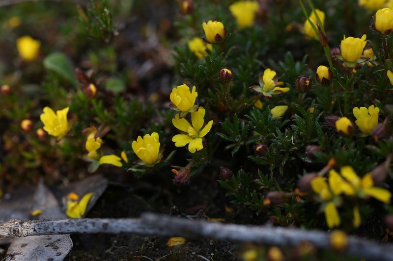 Hibbertia parvula photo 3