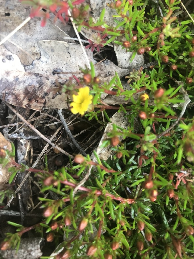 Hibbertia parvula photo 4