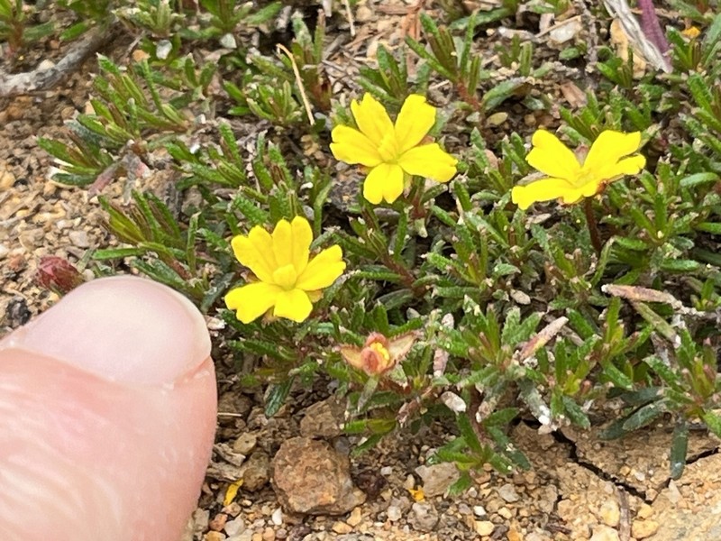 Hibbertia parvula photo 5