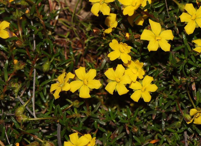 Hibbertia parvula photo 6