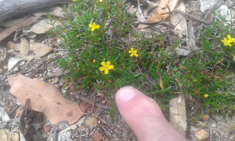 Hibbertia parvula photo 7