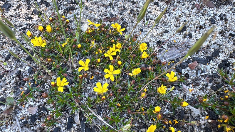 Hibbertia parvula photo 8
