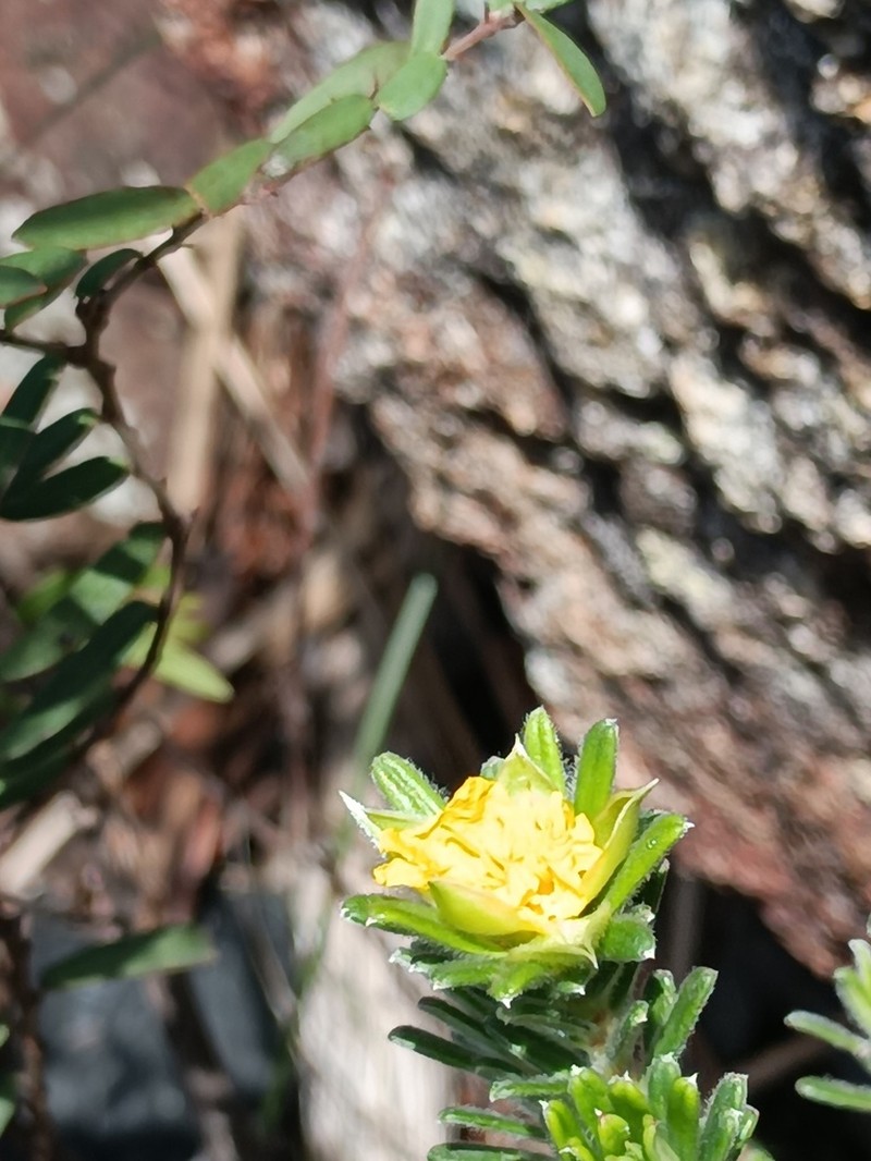 Hibbertia patens photo 2
