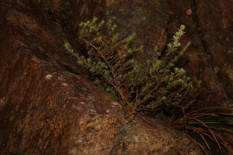 Hibbertia patens photo 3