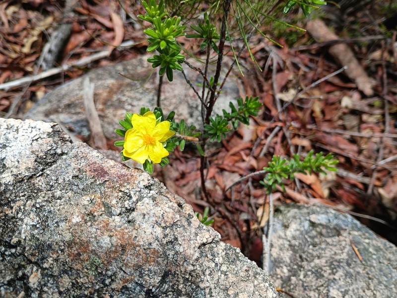 Hibbertia patens photo 4